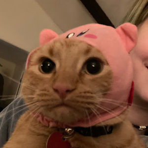 Meet your Posher, Molly